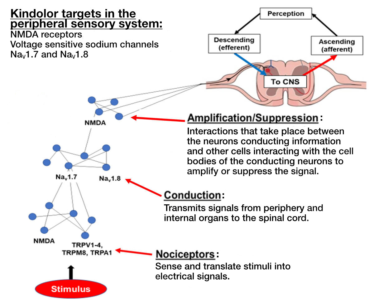 Kindolor and network pharmacology.